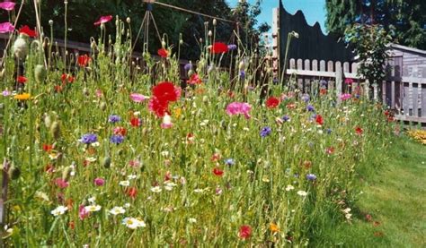 Wildflower lawn. Things To Know About Wildflower lawn. 